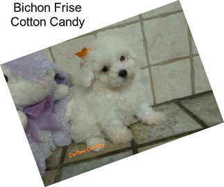 Bichon Frise Cotton Candy