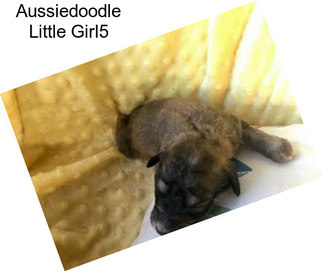 Aussiedoodle Little Girl5