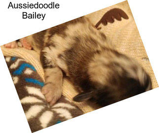 Aussiedoodle Bailey