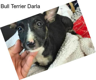 Bull Terrier Darla