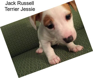 Jack Russell Terrier Jessie