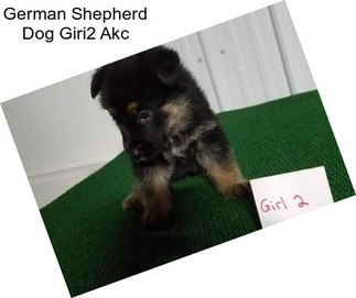 German Shepherd Dog Giri2 Akc