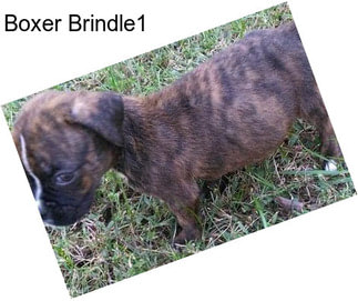 Boxer Brindle1