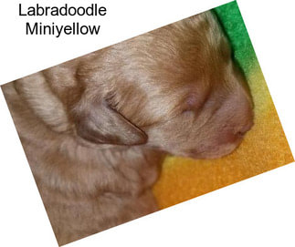 Labradoodle Miniyellow