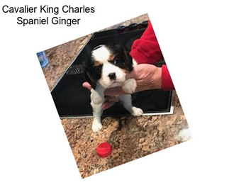 Cavalier King Charles Spaniel Ginger