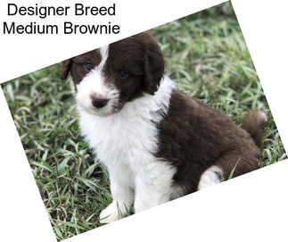 Designer Breed Medium Brownie