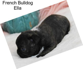 French Bulldog Ella