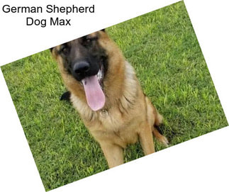 German Shepherd Dog Max