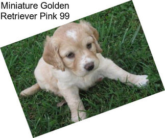 Miniature Golden Retriever Pink 99