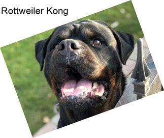 Rottweiler Kong