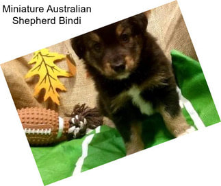 Miniature Australian Shepherd Bindi