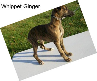 Whippet Ginger