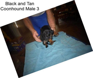 Black and Tan Coonhound Male 3