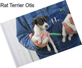 Rat Terrier Otis