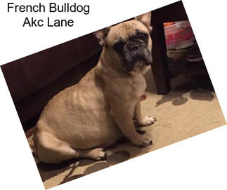 French Bulldog Akc Lane