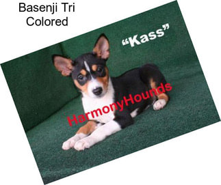 Basenji Tri Colored