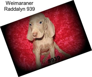 Weimaraner Raddalyn 939