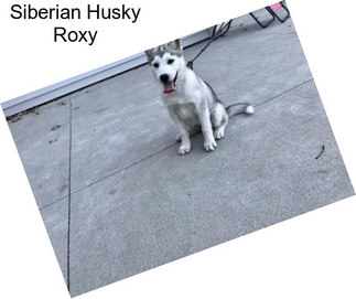 Siberian Husky Roxy