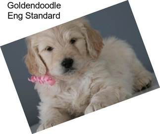 Goldendoodle Eng Standard