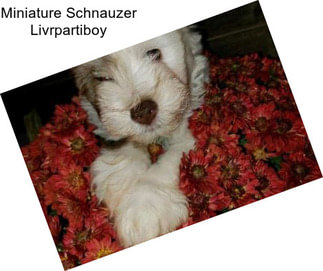 Miniature Schnauzer Livrpartiboy