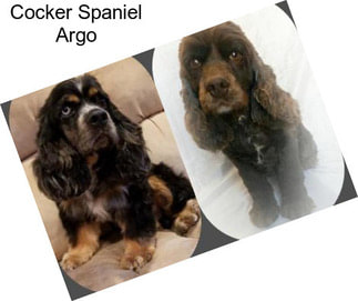 Cocker Spaniel Argo