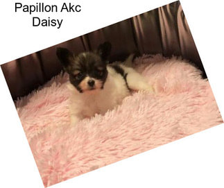 Papillon Akc Daisy