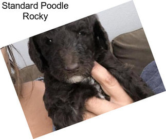 Standard Poodle Rocky