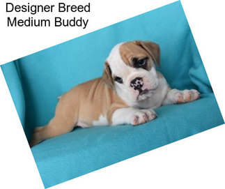 Designer Breed Medium Buddy