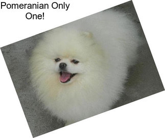 Pomeranian Only One!