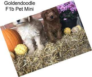 Goldendoodle F1b Pet Mini