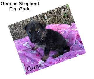 German Shepherd Dog Greta