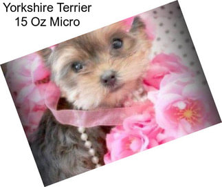 Yorkshire Terrier 15 Oz Micro