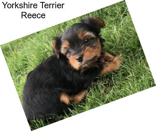Yorkshire Terrier Reece