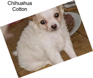 Chihuahua Cotton