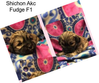 Shichon Akc Fudge F1