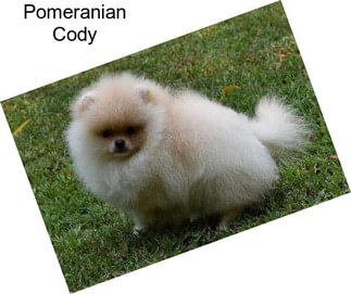Pomeranian Cody