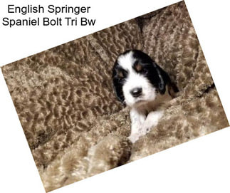English Springer Spaniel Bolt Tri Bw