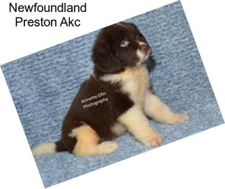 Newfoundland Preston Akc