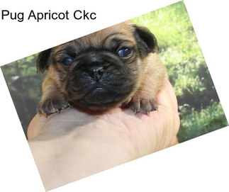 Pug Apricot Ckc