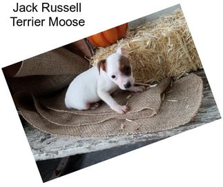 Jack Russell Terrier Moose