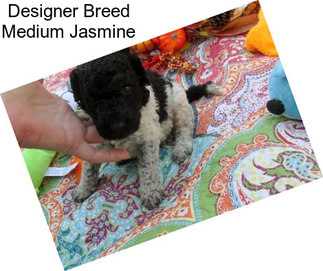 Designer Breed Medium Jasmine