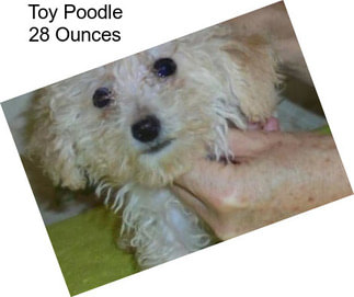 Toy Poodle 28 Ounces