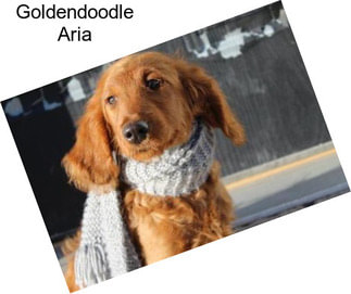 Goldendoodle Aria