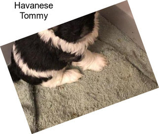 Havanese Tommy