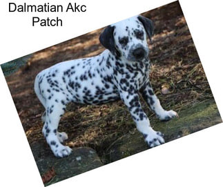 Dalmatian Akc Patch