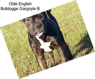 Olde English Bulldogge Gargoyle B