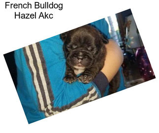French Bulldog Hazel Akc