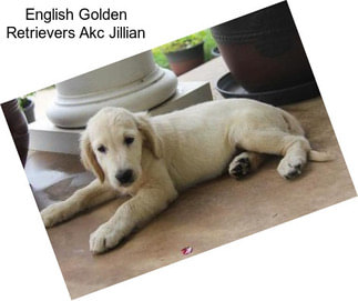 English Golden Retrievers Akc Jillian