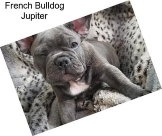 French Bulldog Jupiter