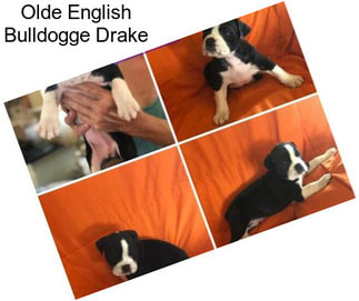 Olde English Bulldogge Drake